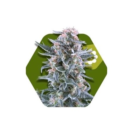 BLUEBERRY-AUTO * ZAMBEZA SEEDS 3 SEMI FEM