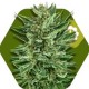 WHITE CHEESE-AUTO* ZAMBEZA SEEDS 5 SEMI FEM