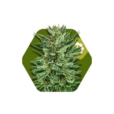 WHITE CHEESE-AUTO* ZAMBEZA SEEDS 5 SEMI FEM