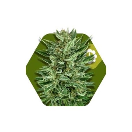 WHITE CHEESE-AUTO* ZAMBEZA SEEDS 5 SEMI FEM