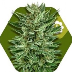 WHITE CHEESE-AUTO* ZAMBEZA SEEDS 10 SEMI FEM