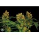 BLUE HASH * DINAFEM SEEDS 5 SEMI FEM