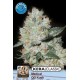 KERA MEDICAL OG KUSH * KERA SEEDS CLASSIC 3 SEMI FEM