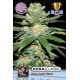 KERA JACK HERER * KERA SEEDS CLASSIC 3 SEMI FEM