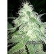 CANADIAN CREAM *GURU PLANT GENETIK 6 SEMI FEM