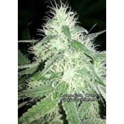 CANADIAN CREAM *GURU PLANT GENETIK 6 SEMI FEM