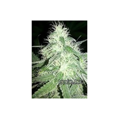 CANADIAN CREAM *GURU PLANT GENETIK 6 SEMI FEM