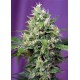 BLOW MIND AUTO * SWEET SEEDS FEMINIZED 5 SEMI