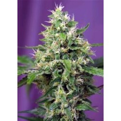 BLOW MIND AUTO * SWEET SEEDS FEMINIZED 5 SEMI