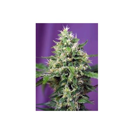 BLOW MIND AUTO * SWEET SEEDS FEMINIZED 5 SEMI