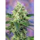 CRYSTAL CANDY * SWEET SEEDS FEMINIZED 5 SEMI 