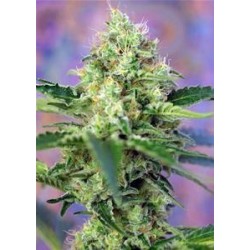 CRYSTAL CANDY * SWEET SEEDS FEMINIZED 5 SEMI 