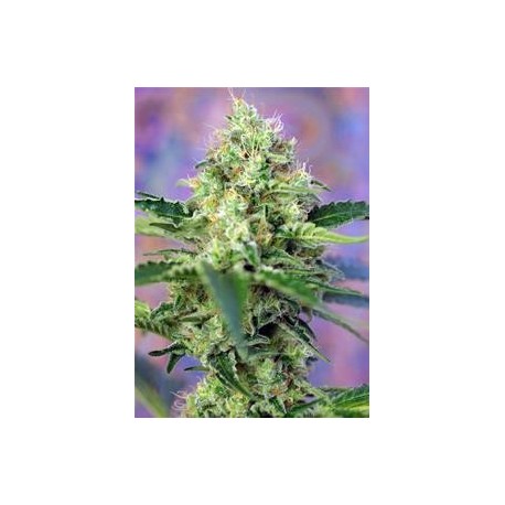 CRYSTAL CANDY * SWEET SEEDS FEMINIZED 5 SEMI 