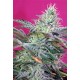 SWEET CHEESE AUTO * SWEET SEEDS FEMINIZED 100 SEMI 