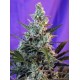 SWEET SKUNK AUTO * SWEET SEEDS FEMINIZED 25 SEMI 