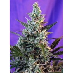 SWEET SKUNK AUTO * SWEET SEEDS FEMINIZED 25 SEMI 