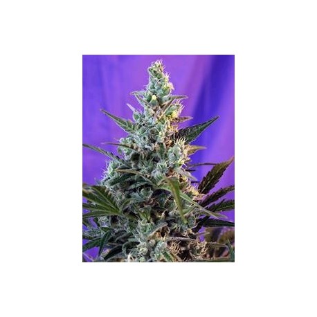 SWEET SKUNK AUTO * SWEET SEEDS FEMINIZED 25 SEMI 