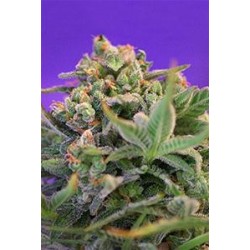 SWEET CHEESE F1 FAST VERSION* SWEET SEEDS FEMINIZED 25 SEMI 