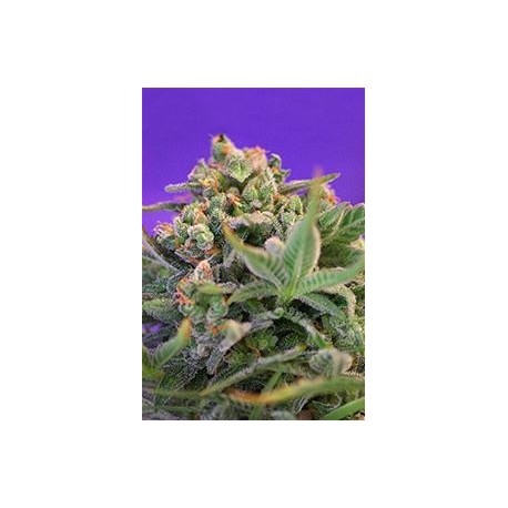 SWEET CHEESE F1 FAST VERSION* SWEET SEEDS FEMINIZED 25 SEMI 