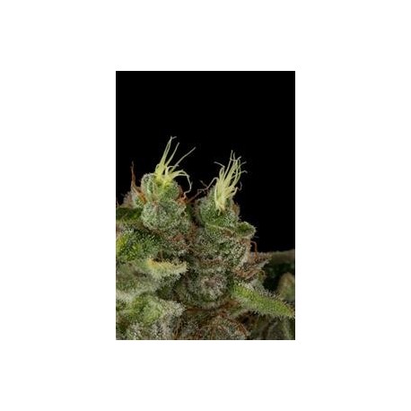 BUBBA KUSH *HUMBOLDT SEEDS 3 SEMI REG