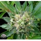 DIESEL * DINAFEM SEEDS 5 SEMI FEM