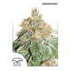 AUTO COLORADO COOKIES® * DUTCH PASSION FEMINIZED 3 SEMI