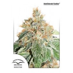 AUTO COLORADO COOKIES® * DUTCH PASSION FEMINIZED 3 SEMI