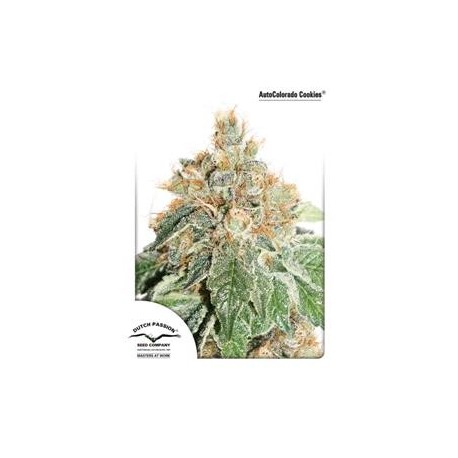 AUTO COLORADO COOKIES® * DUTCH PASSION FEMINIZED 3 SEMI