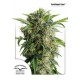 AUTO DAIQUIRI LIME ® * DUTCH PASSION FEMINIZED 3 SEMI