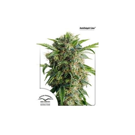 AUTO DAIQUIRI LIME ® * DUTCH PASSION FEMINIZED 3 SEMI