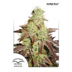 AUTO NIGHT QUEEN ® * DUTCH PASSION FEMINIZED 3 SEMI