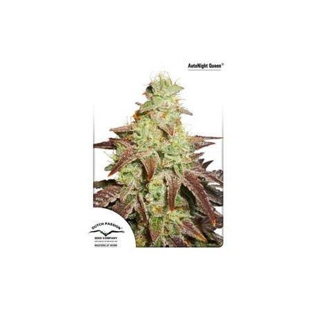 AUTO NIGHT QUEEN ® * DUTCH PASSION FEMINIZED 3 SEMI