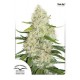 AUTO THINK BIG ® * DUTCH PASSION FEMINIZED 7 SEMI