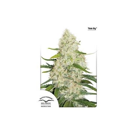 AUTO THINK BIG ® * DUTCH PASSION FEMINIZED 7 SEMI