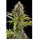 INDUSTRIAL PLANT * DINAFEM SEEDS 5 SEMI FEM 