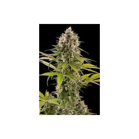 INDUSTRIAL PLANT * DINAFEM SEEDS 5 SEMI FEM 