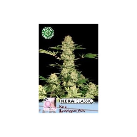 KERA BUBBLEGUM AUTO * KERA SEEDS AUTO 3 SEMI FEM