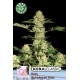 KERA BUBBLEGUM AUTO * KERA SEEDS AUTO 1 SEME FEM