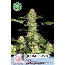 KERA BUBBLEGUM AUTO * KERA SEEDS AUTO 1 SEME FEM