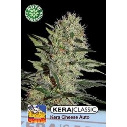 CRAZY MOUSE AUTO ( EX KERA CHEESE AUTO) * KERA SEEDS AUTO 3 SEMI FEM