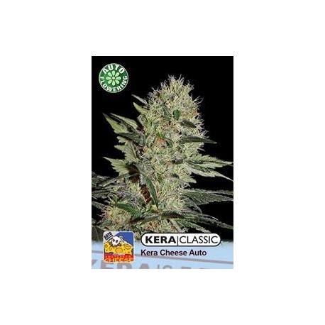 CRAZY MOUSE AUTO ( EX KERA CHEESE AUTO) * KERA SEEDS AUTO 3 SEMI FEM