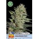 CRAZY MOUSE AUTO ( EX KERA CHEESE AUTO) * KERA SEEDS AUTO 1 SEME FEM