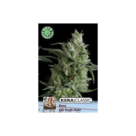 KERA OG KUSH AUTO * KERA SEEDS AUTO 3 SEMI FEM