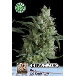 KERA OG KUSH AUTO * KERA SEEDS AUTO 5 SEMI FEM