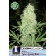 KERA DUTCH POWER AUTO * KERA SEEDS AUTO 3 SEMI FEM