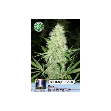 KERA DUTCH POWER AUTO * KERA SEEDS AUTO 3 SEMI FEM