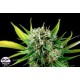 ROYALE HAZE * DINAFEM SEEDS 5 SEMI FEM