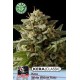 KERA WHITE WIDOW AUTO * KERA SEEDS AUTO 3 SEMI FEM