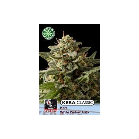 KERA WHITE WIDOW AUTO * KERA SEEDS AUTO 3 SEMI FEM