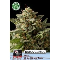 KERA WHITE WIDOW AUTO * KERA SEEDS AUTO 5 SEMI FEM